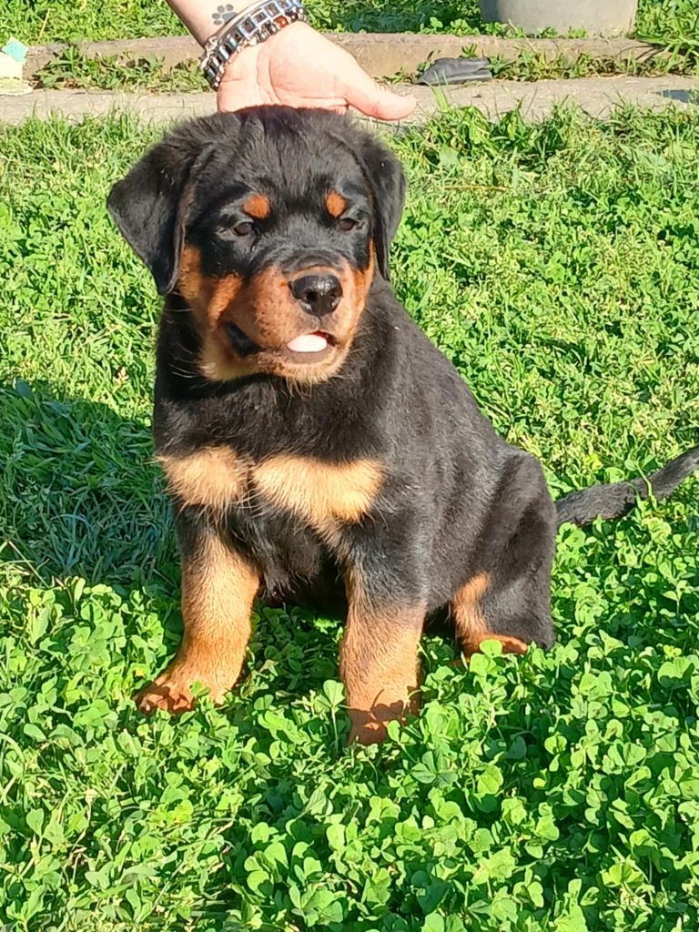de l'Empreinte d'Osiris - Chiots disponibles - Rottweiler